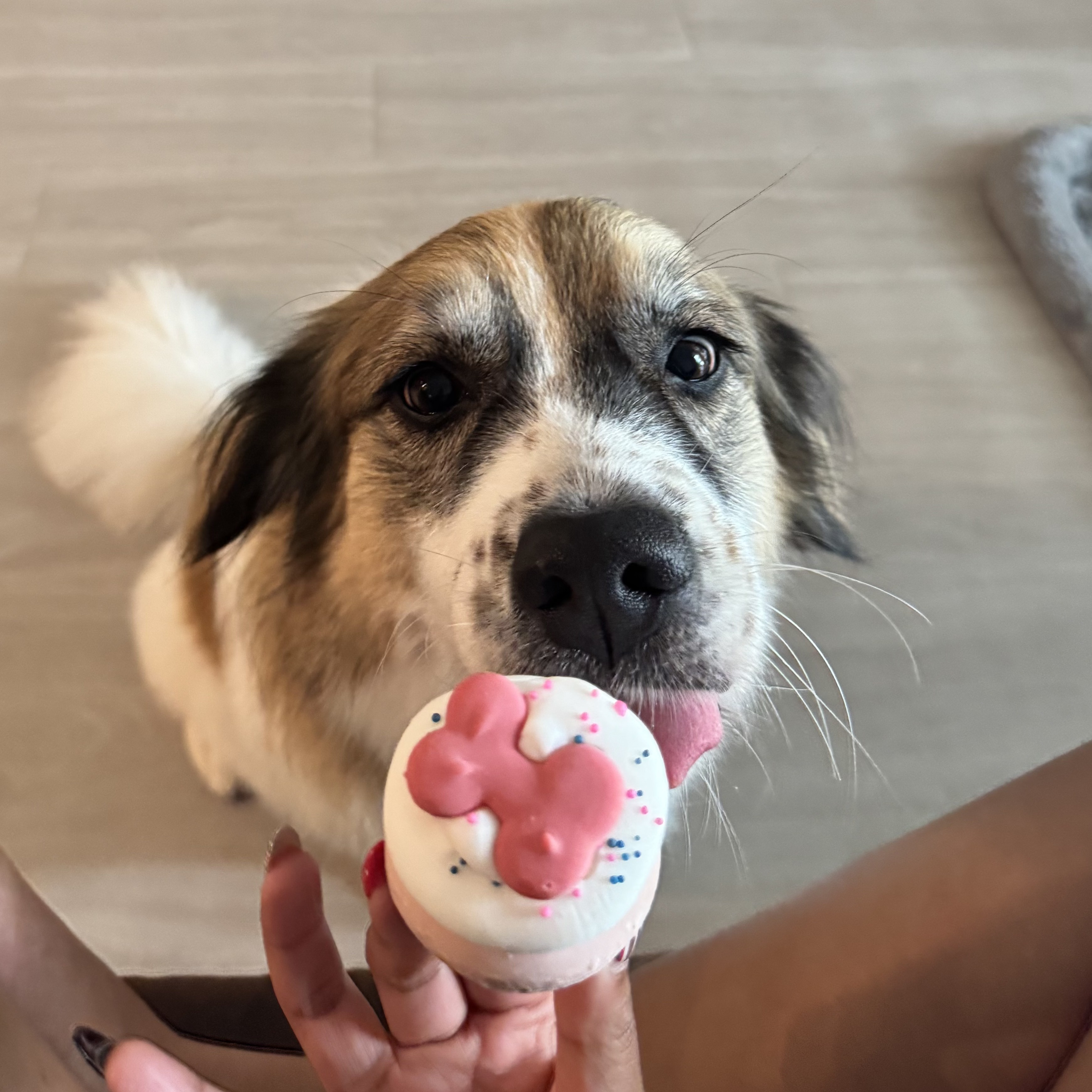 Olive, the studio dog